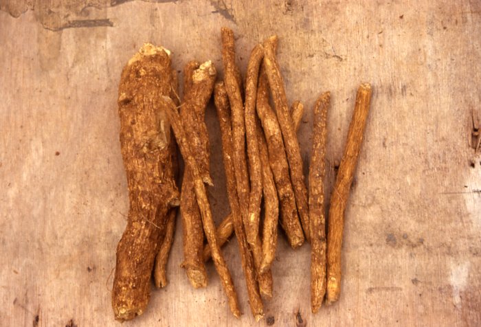 Raw iboga root - the yellow root bark contains ibogaine